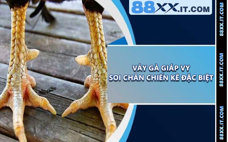 Vảy Gà Giáp Vy - Soi Chân Chiến Kê Đặc Biệt