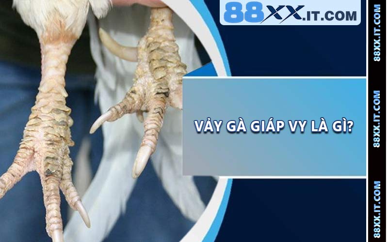 Vảy gà giáp vy là gì?